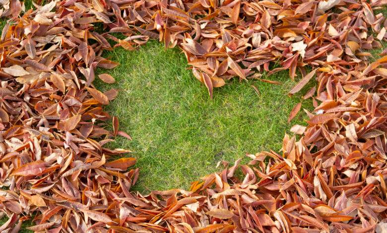 Comment réutiliser les feuilles mortes au jardin ou dans votre maison ?