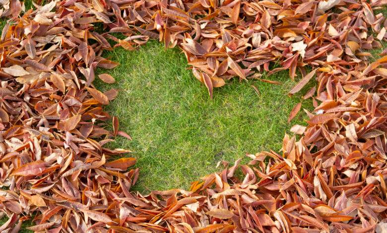 Recycler ou non les feuilles mortes