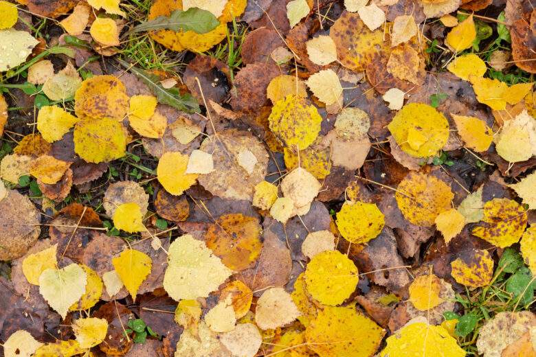 Arrière-plan à partir de feuilles mortes jaunes et marron