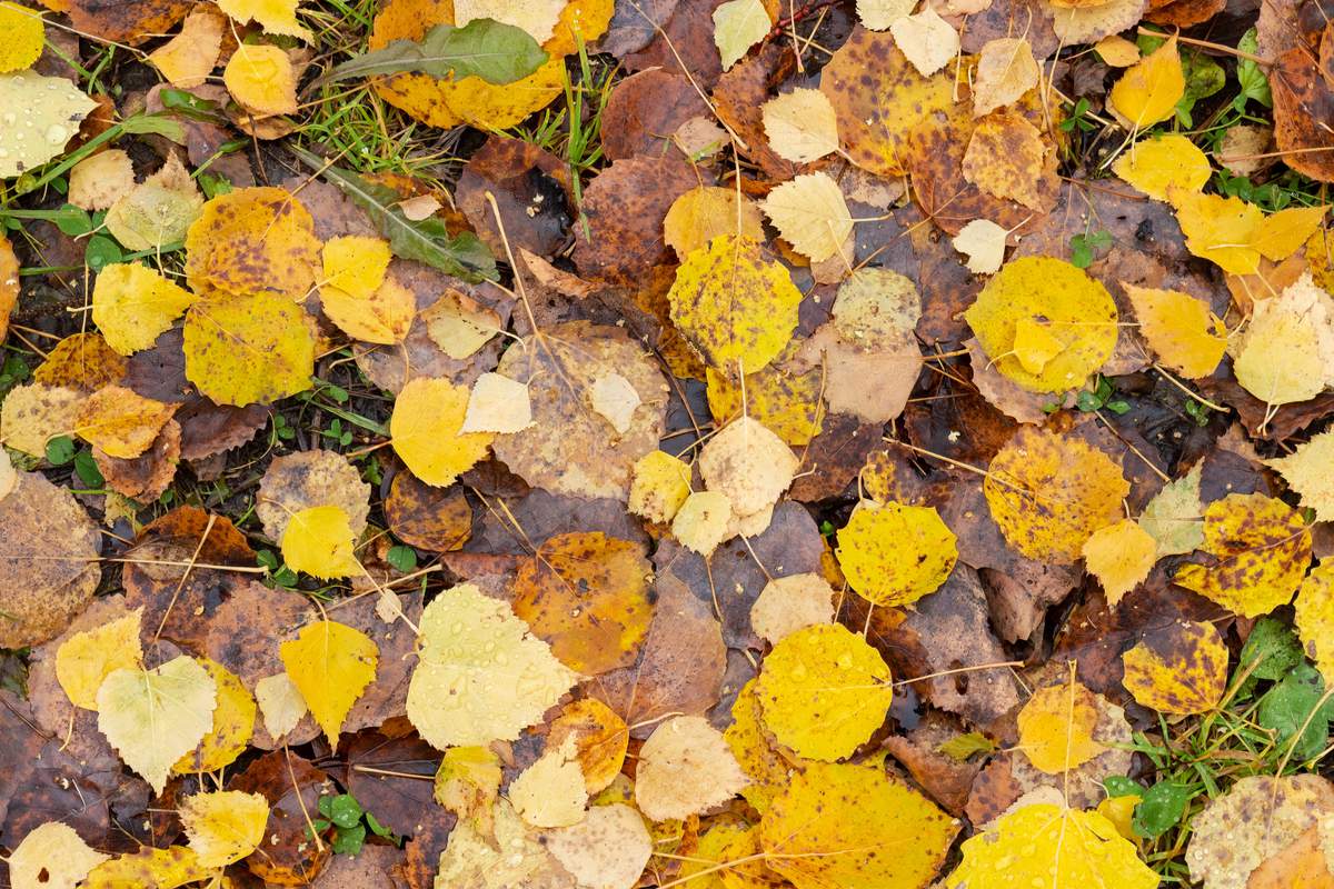 Réutiliser les feuilles mortes : 7 conseils et astuces à suivre