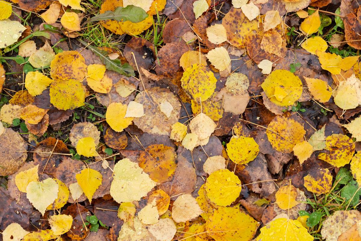 Comment réutiliser facilement et simplement les feuilles mortes du jardin ?  - NeozOne