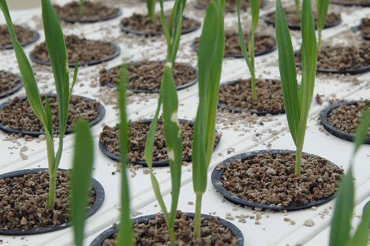 Des substituts de viande pour résoudre les problèmes de famine.