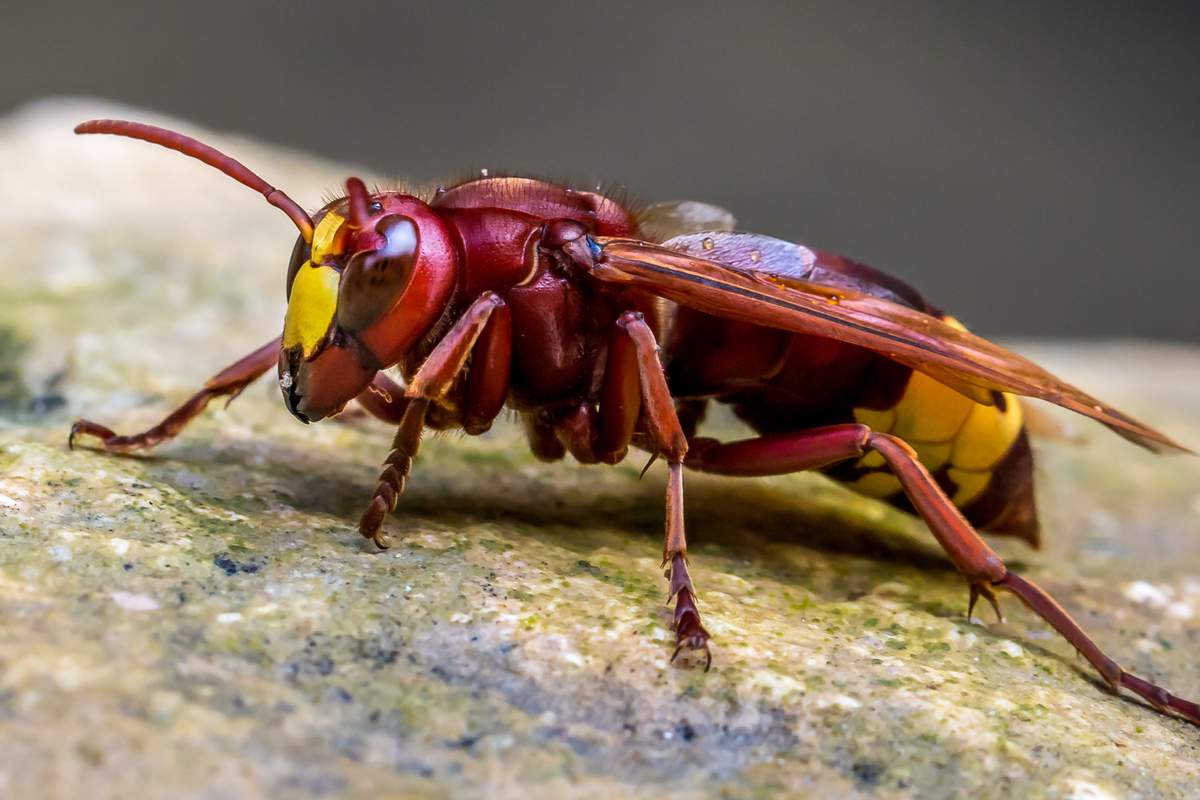 Une nouvelle espèce "très dangereuse, très invasive et prédatrice d'abeilles"