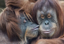Une tendresse sauvage parmi les orangs-outans