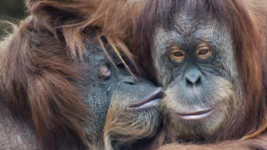 Une tendresse sauvage parmi les orangs-outans