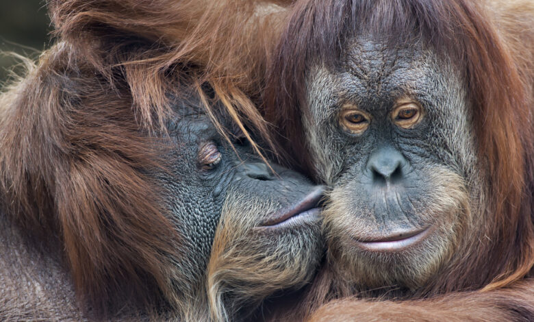 Une tendresse sauvage parmi les orangs-outans