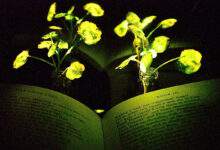 Des plantes lumineuses rechargeables