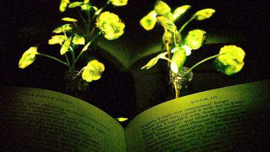 Des plantes lumineuses rechargeables