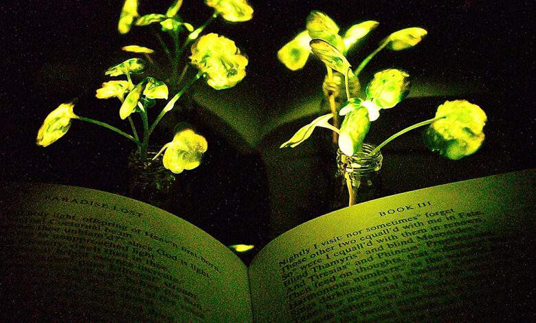 Des plantes lumineuses rechargeables