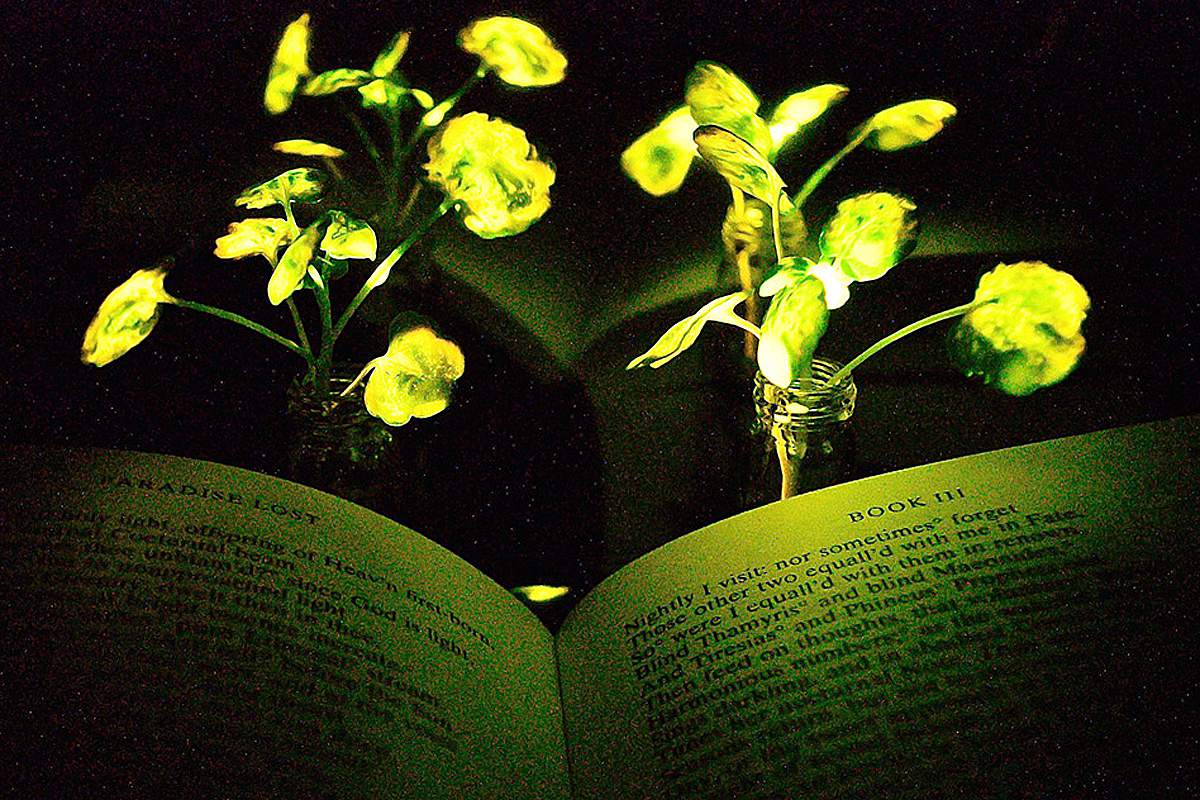 Des plantes lumineuses rechargeables