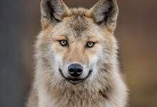 Loup eurasien, également connu sous le nom de loup gris