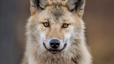 Loup eurasien, également connu sous le nom de loup gris