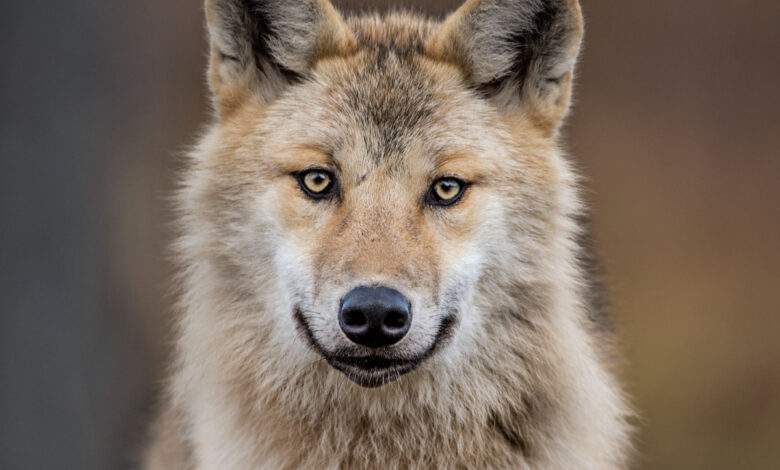 Loup eurasien, également connu sous le nom de loup gris