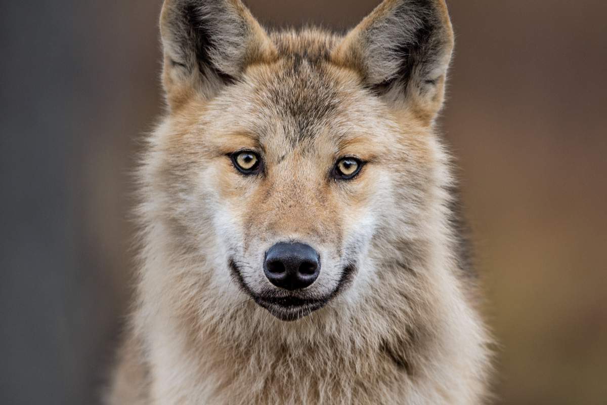 Loup eurasien, également connu sous le nom de loup gris