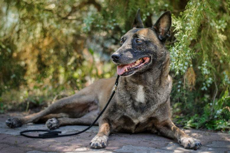 Vieux berger belge malinois