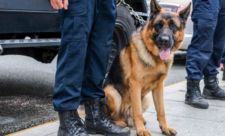 Chien de police berger allemand