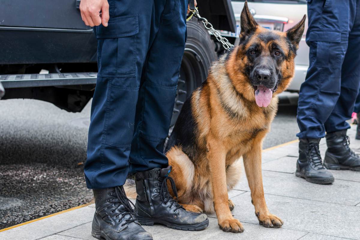 Chien de police berger allemand