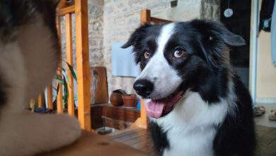 Le niveau d'apprentissage d'un Border Collie est comparable à celui d’un bébé de 18 mois.