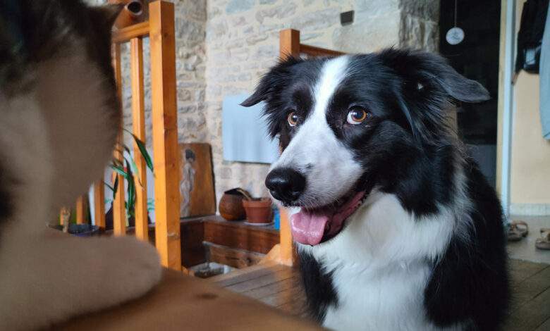 Le niveau d'apprentissage d'un Border Collie est comparable à celui d’un bébé de 18 mois.