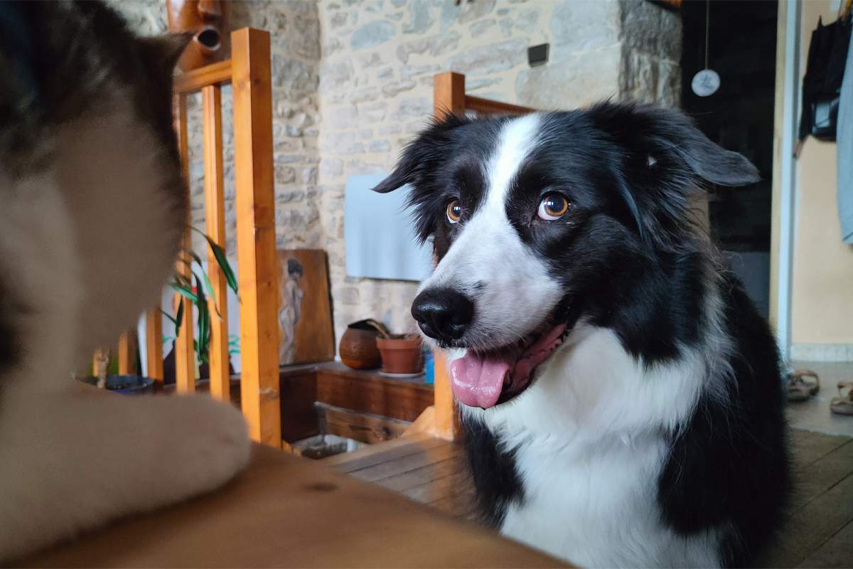 Le niveau d'apprentissage d'un Border Collie est comparable à celui d’un bébé de 18 mois.