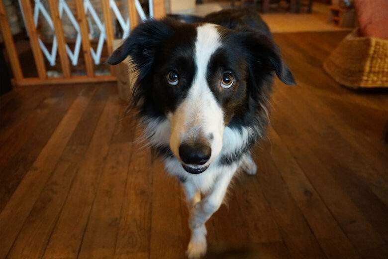 Certains Border Collie ont mémorisés plus de 100 noms de jouet différents. 