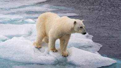 Ours polaire au bord de la banquise dans l'océan Arctique au-dessus du Svalbard Norvège