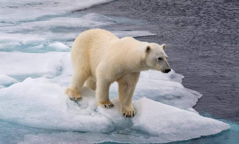Ours polaire au bord de la banquise dans l'océan Arctique au-dessus du Svalbard Norvège
