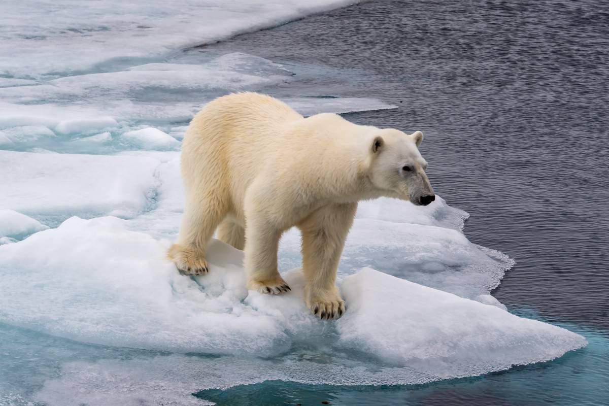 Ours polaire au bord de la banquise dans l'océan Arctique au-dessus du Svalbard Norvège