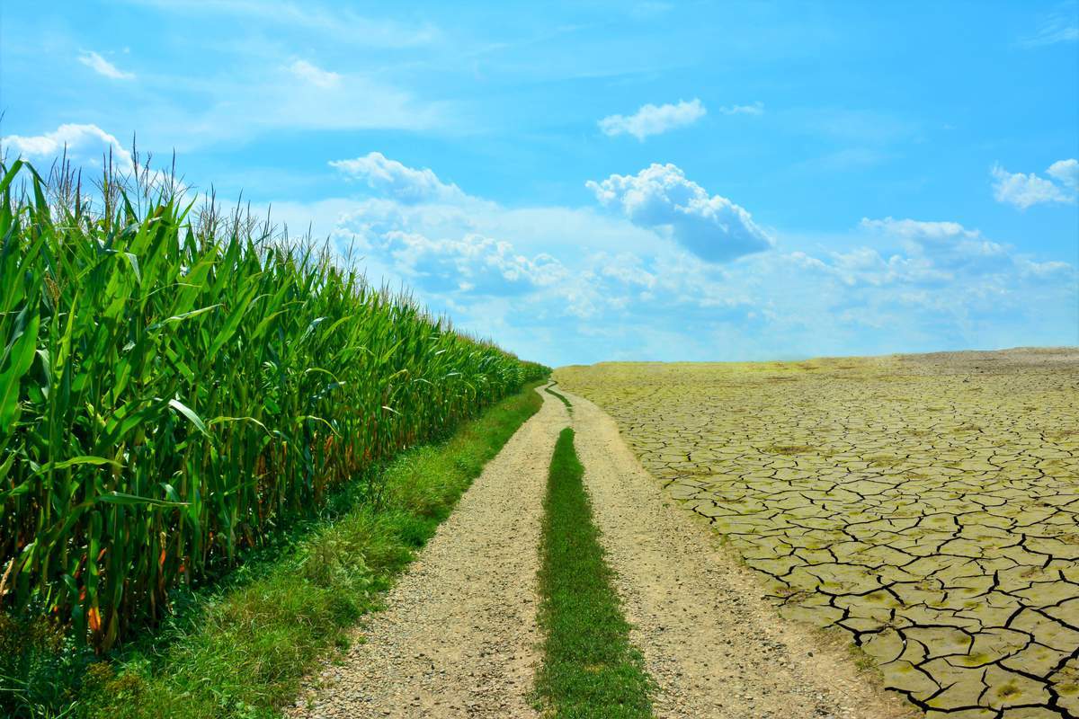 Une image représentant la différence entre la nature verte et les terres arides (sécheresse, pollution)