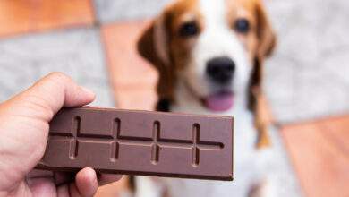 Une petite douceur au chocolat, qui les réconforte au moment de passer de vie à trépas.