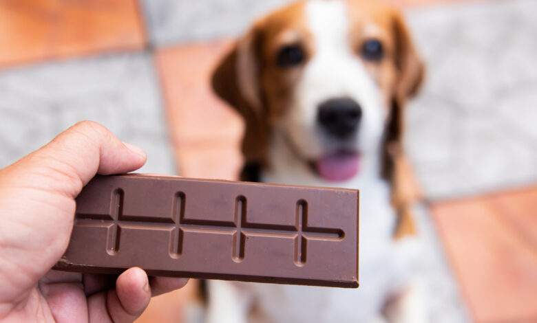 Une petite douceur au chocolat, qui les réconforte au moment de passer de vie à trépas.