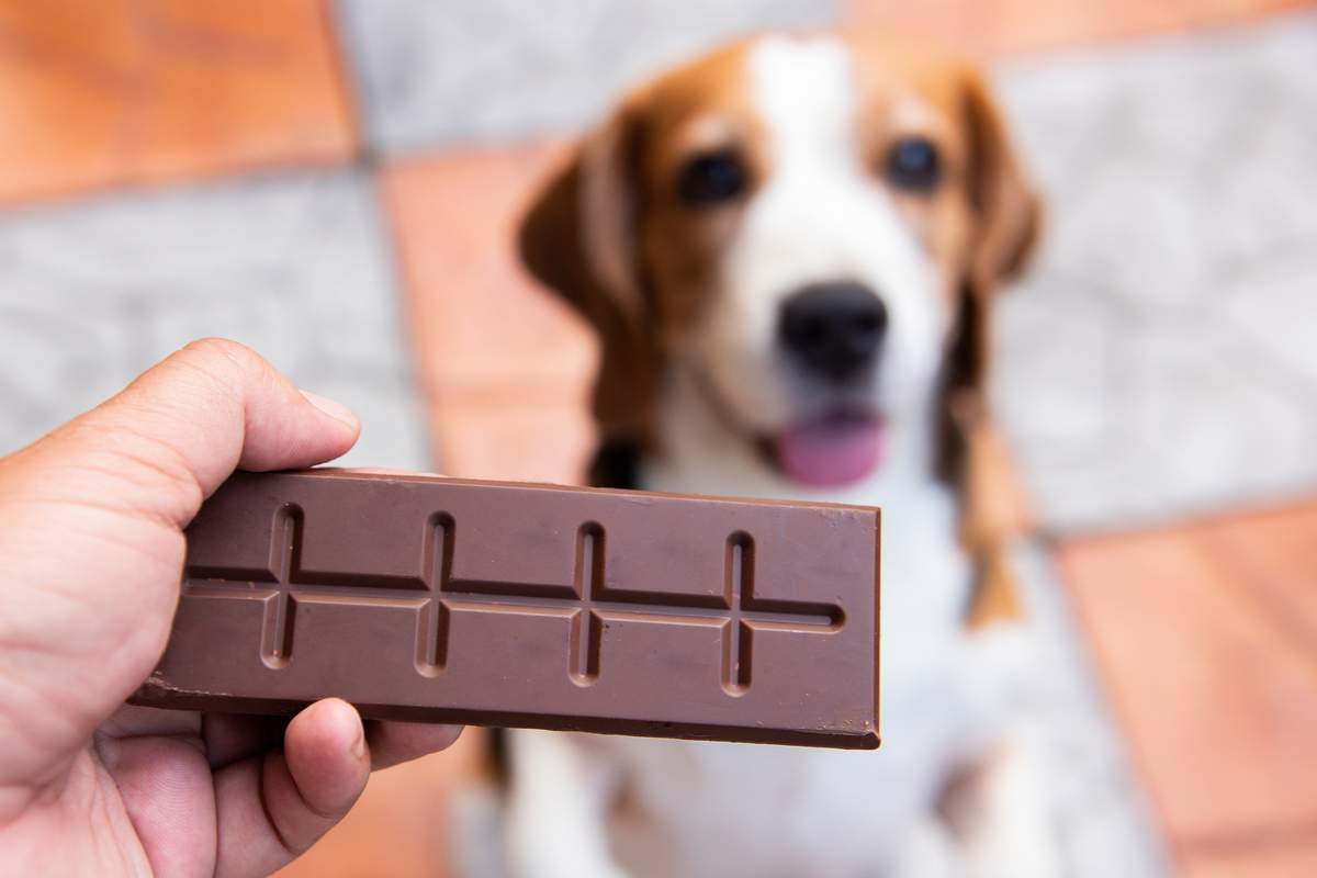 Une petite douceur au chocolat, qui les réconforte au moment de passer de vie à trépas.