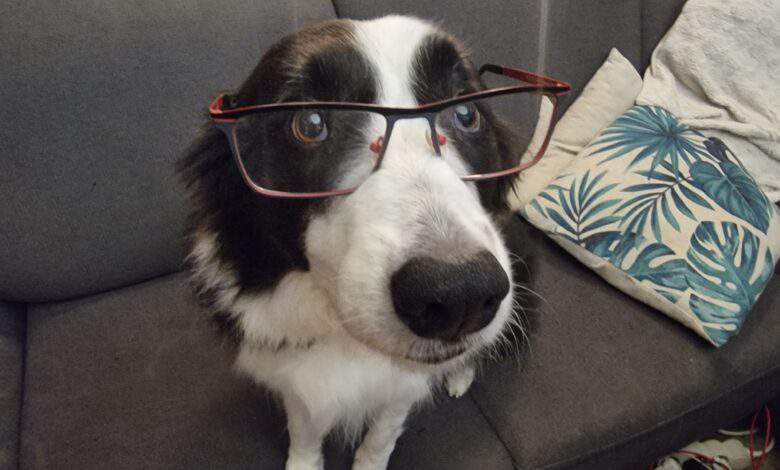 Yumi, border colie avec des lunettes