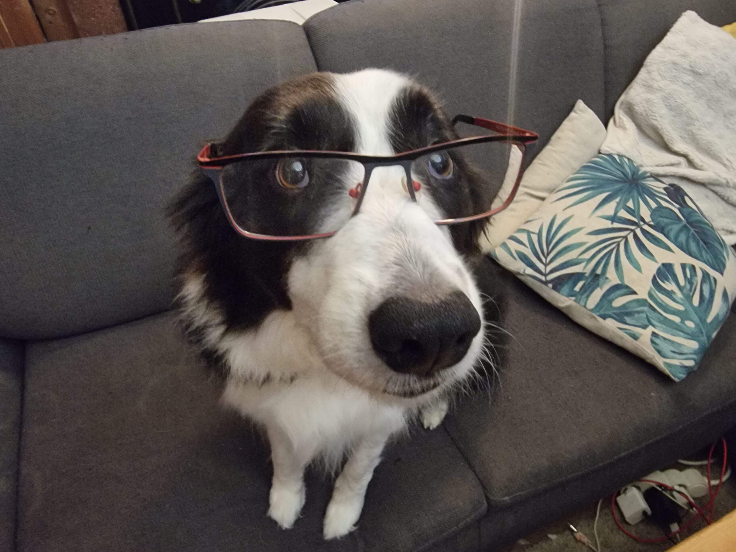 Photo of Excelentes lingüistas, los perros pueden distinguir dos idiomas diferentes