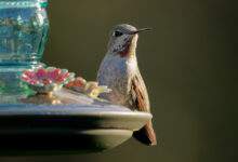 gros plan d'un petit colibri debout sur la mangeoire