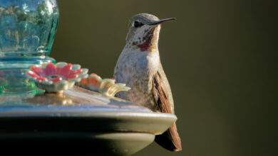 gros plan d'un petit colibri debout sur la mangeoire