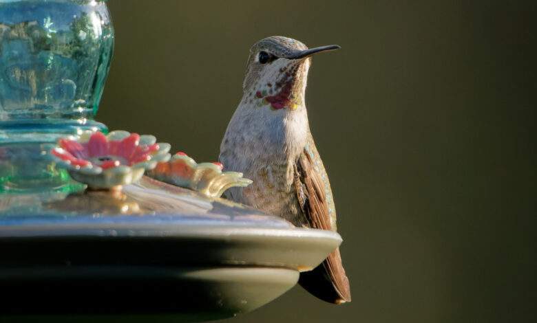 gros plan d'un petit colibri debout sur la mangeoire