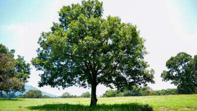 un arbre sauvage