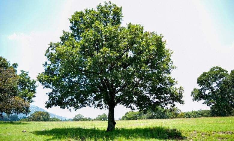 un arbre sauvage