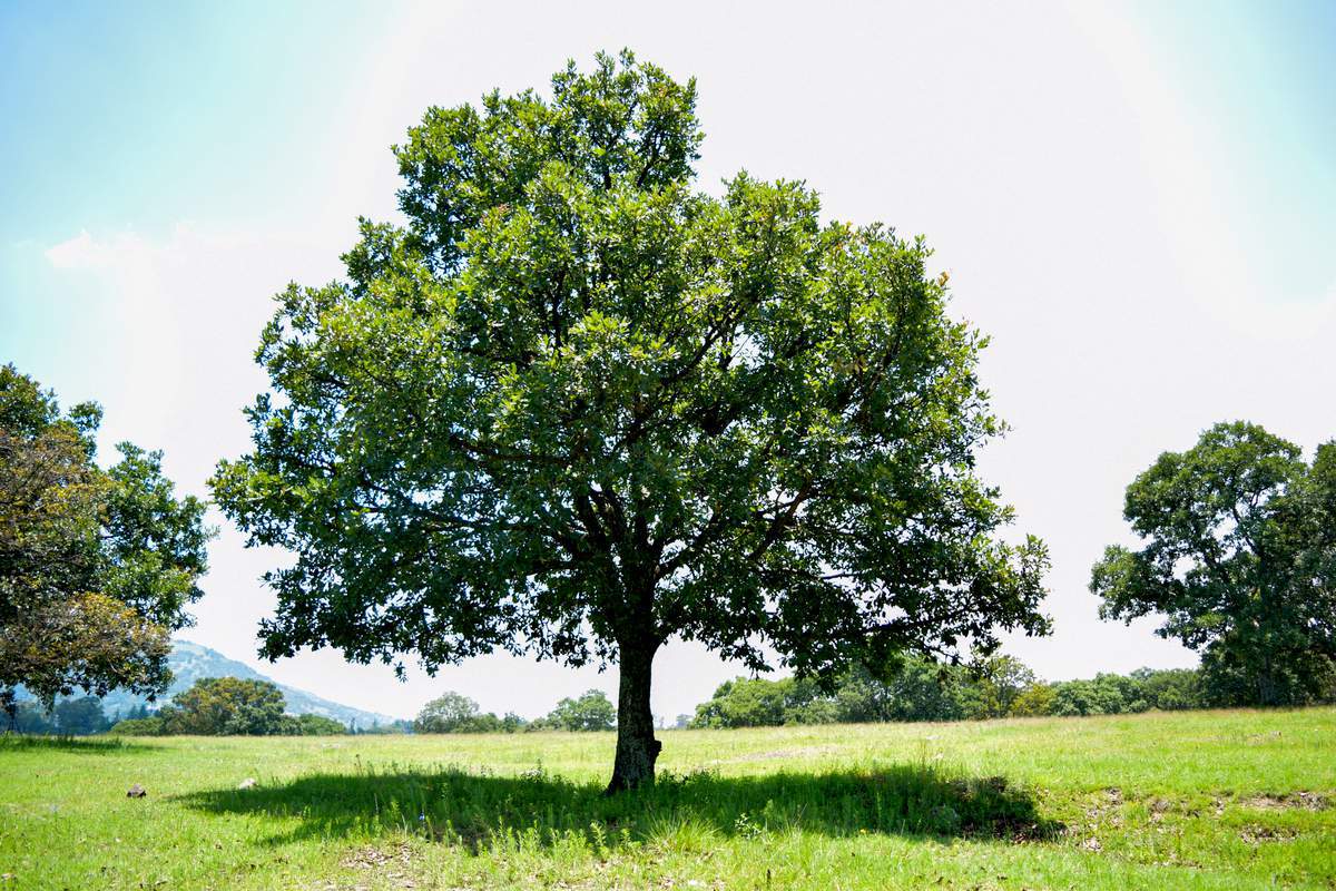 un arbre sauvage
