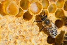 abeilles avec de la gelée royale