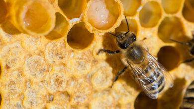abeilles avec de la gelée royale