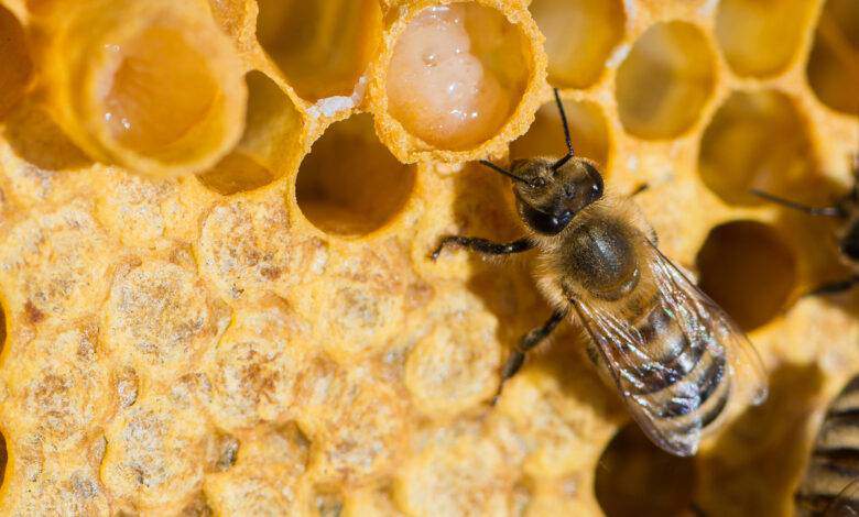 abeilles avec de la gelée royale