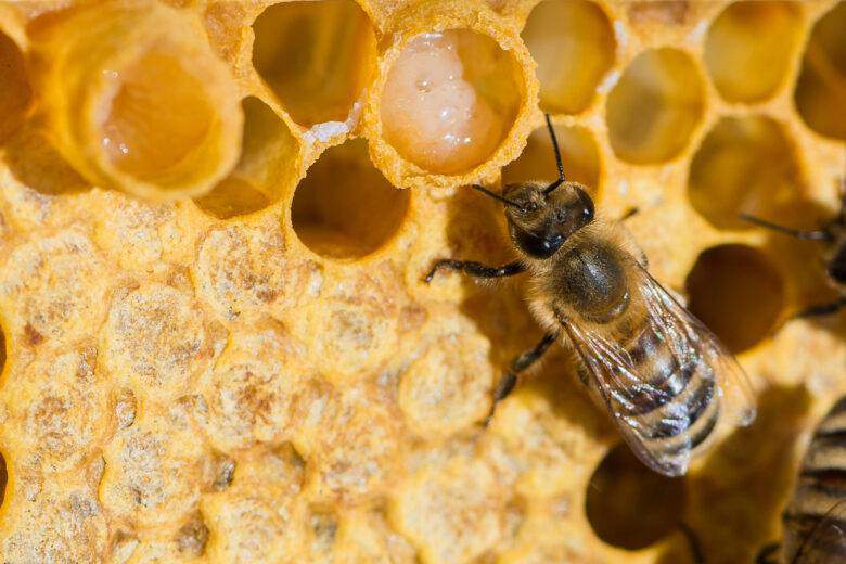 abeilles avec de la gelée royale