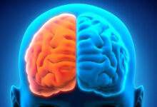 Cerveau humain gauche et droit