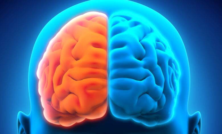 Cerveau humain gauche et droit
