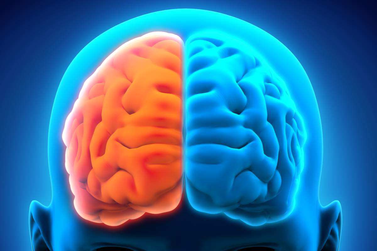 Cerveau humain gauche et droit