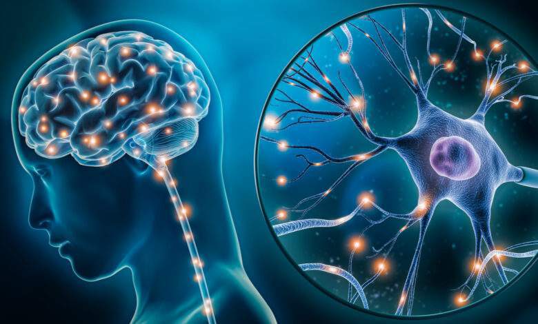 activité du cerveau humain