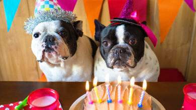 deux chiens déguisés pour un anniversaire
