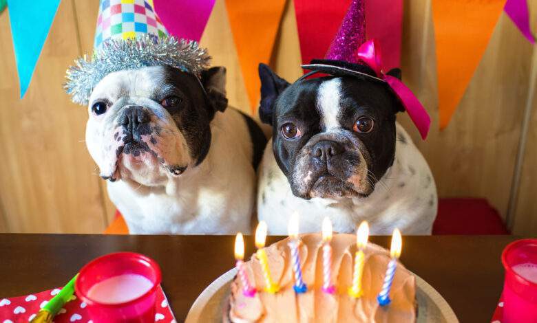 deux chiens déguisés pour un anniversaire